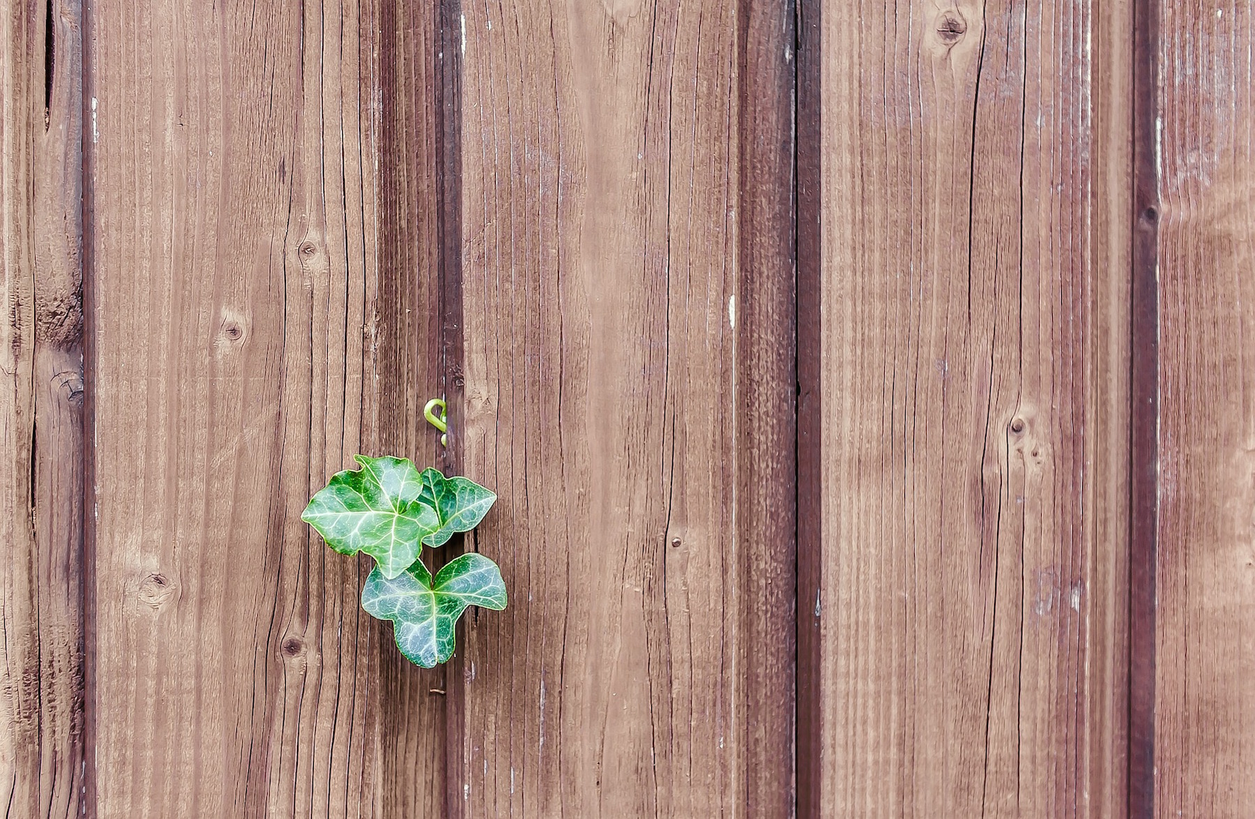 The Mind-Body Benefits of Plants and Nature